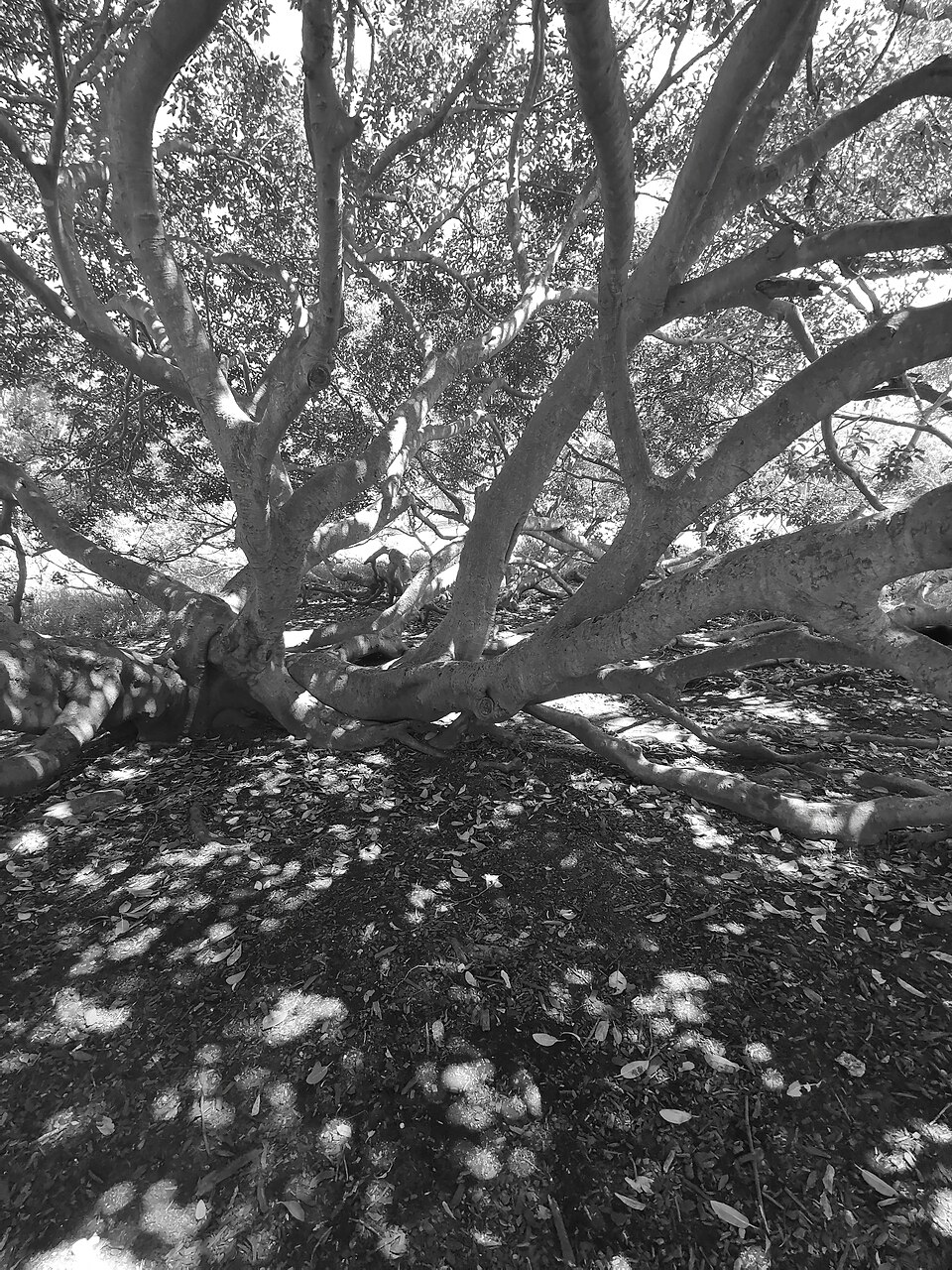 Mort Bay Park Moreton Bay fig